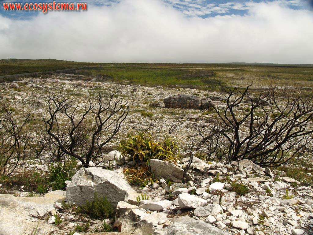 Coastal dry (xerophytic) steppe on the Cape of Good Hope. Atlantic ocean coast, South African Republic