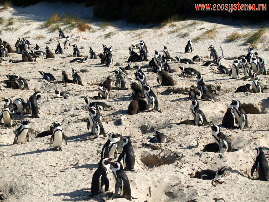 Очковые, или африканские, или ослиные пингвины (Spheniscus demersus) на гнездах в сезон размножения на пляже Болдерс (Boulders Beach).
Окрестности города Симонс (Simon's Town), провинция Западный Мыс (Western Cape), южное побережье ЮАР, Южная Африка