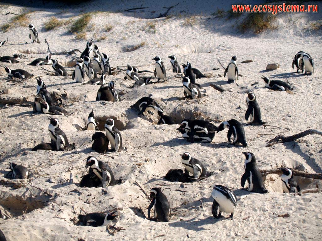 Очковые, или африканские, или ослиные пингвины (Spheniscus demersus) на гнездах в сезон размножения на пляже Болдерс (Boulders Beach).
Окрестности города Симонс (Simon's Town), провинция Западный Мыс (Western Cape), южное побережье ЮАР, Южная Африка