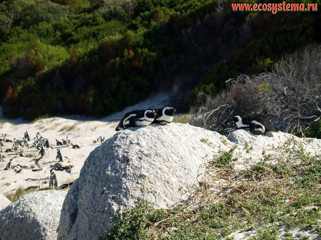 Пара очковых, или африканских, или ослиных пингвинов (Spheniscus demersus) в сезон размножения на пляже Болдерс (Boulders Beach).
Окрестности города Симонс (Simon's Town), провинция Западный Мыс (Western Cape), южное побережье ЮАР, Южная Африка