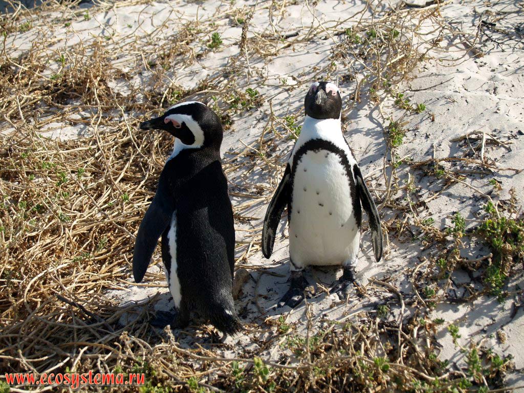 Пара очковых, или африканских, или ослиных пингвинов (Spheniscus demersus) на пляже Болдерс (Boulders Beach), окрестности города
Симонс (Simon's Town), провинция Западный Мыс (Western Cape), южное побережье ЮАР, Южная Африка