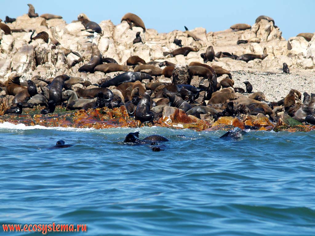 The Brown Fur Seals, or Cape Fur Seals, or South African Fur Seals, or Australian Fur Seals (Arctocephalus pusillus - Otariidae family) breeding colony on the rocks.
The Gans Bay on the Atlantic ocean, Western Cape province, South African Republic