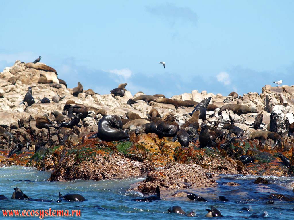 Колония капских морских котиков (Arctocephalus pusillus) (семейство Ушастые тюлени, или Сивучевые - Otariidae) на скалах в заливе Ганс Бэй
(Gans Bay). Берег Атлантического океана, провинция Западный Мыс (Western Cape), южное побережье ЮАР, Южная Африка