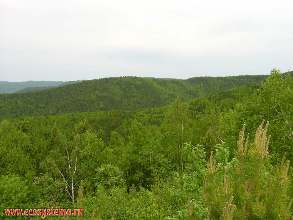 Смешанные леса (сосново-осиново-березовые) в районе мыса Лиственничный.
Прибайкальский национальный парк, южное Прибайкалье