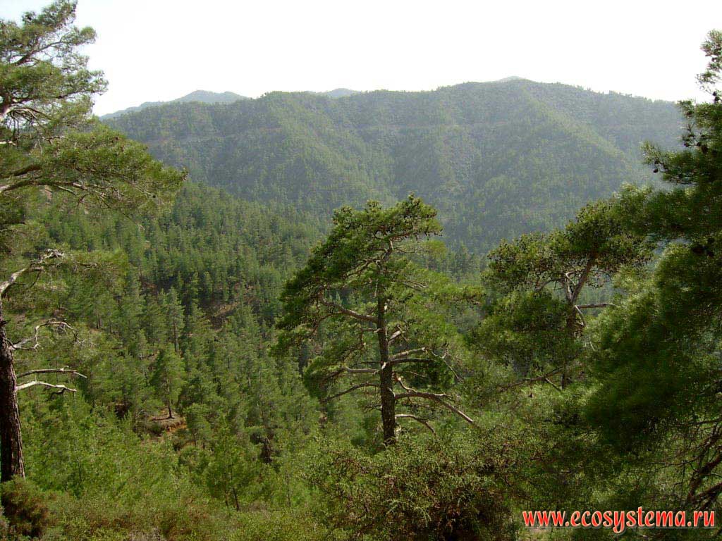Сосновые (светлохвойные) леса в средней части склонов горной системы
Троодос (Тродос) на высотах 800-1300 м над уровнем моря.
Средиземноморье, остров Кипр