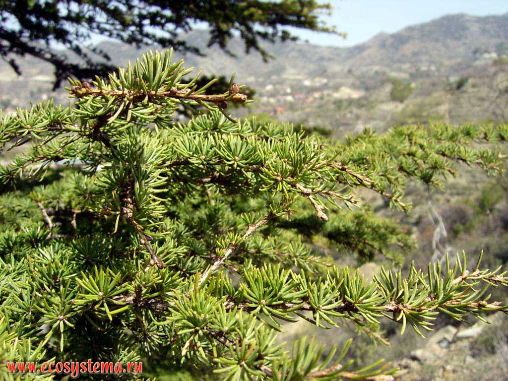 Troodos mountains. Cyprian Cedar - Cedrus brevifolia