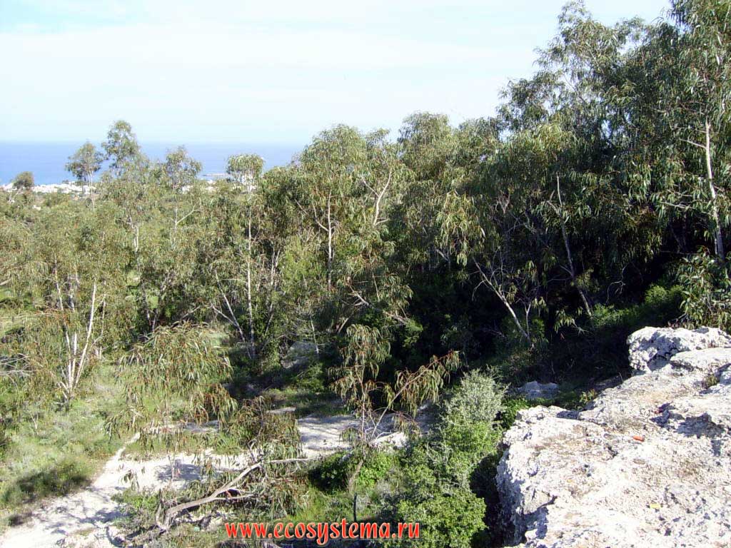 Вечнозеленый жестколиственный лес с преобладанием эвкалиптов.
Средиземноморье, восточное побережье острова Кипр, Фамагуста, полуостров Протарас