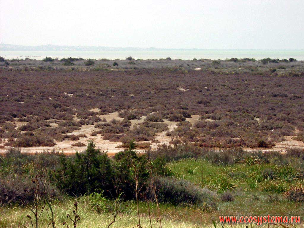 Солянковая (галофитовая) полупустыня на берегу высохшего озера