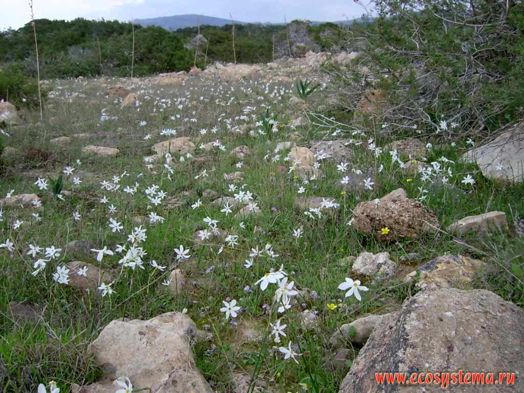 Низкотравные луга на полянах в зоне широколиственных лесов. Цветут нарциссы (Narcissus).
Полуостров Акамас (Akamas), западное побережье острова Кипр, Средиземноморье