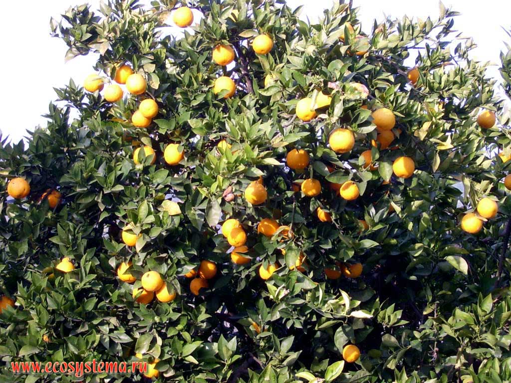Orange tree (Citrus sinensis = Citrus aurantium)