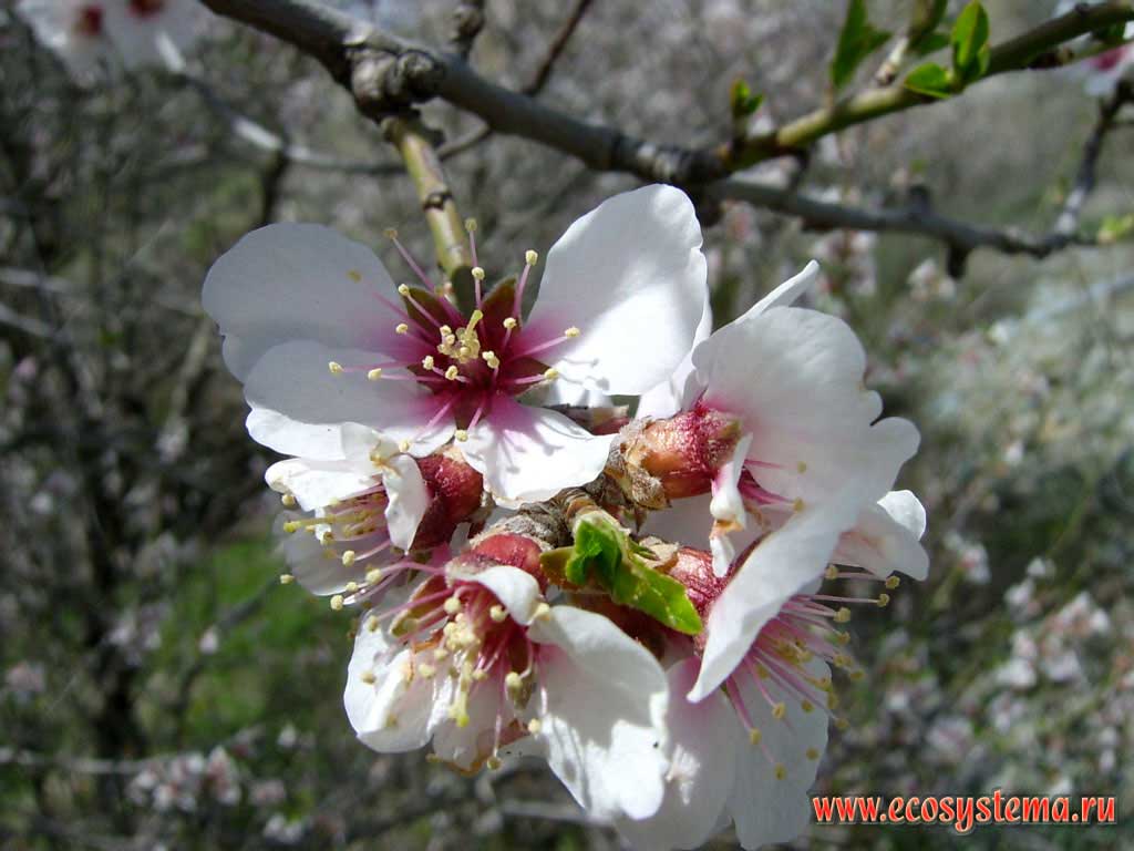 Цветущее персиковое дерево. Цветок персика  (Prunus persica)