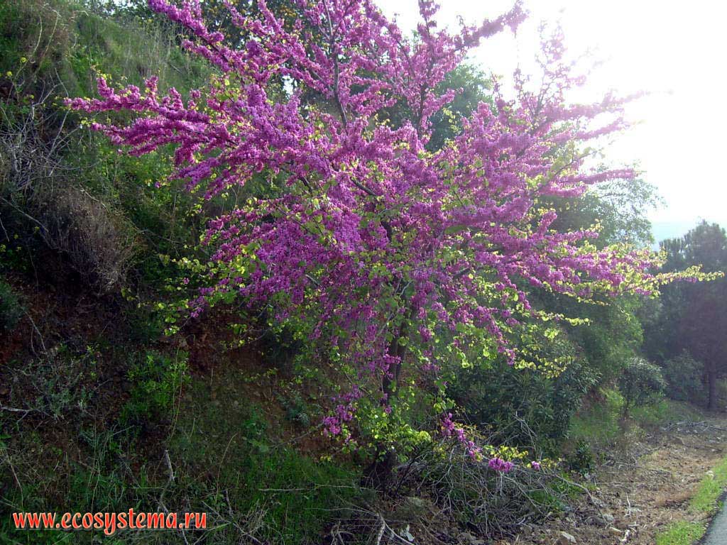 Цветущее иудино дерево (Cercis siliquastrum)