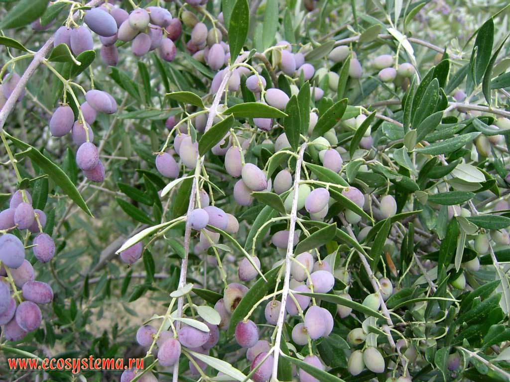 Незрелые плоды маслины (оливкового дерева - Oleасеае europea)