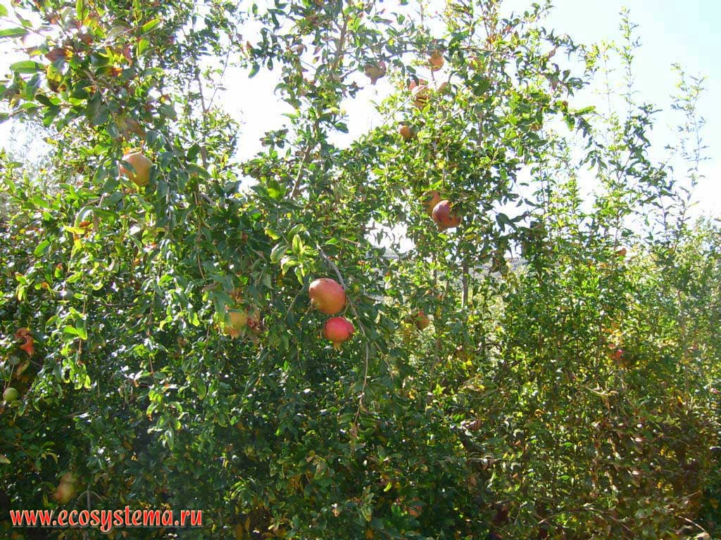 Дерево граната  (Punica granatum) с плодами