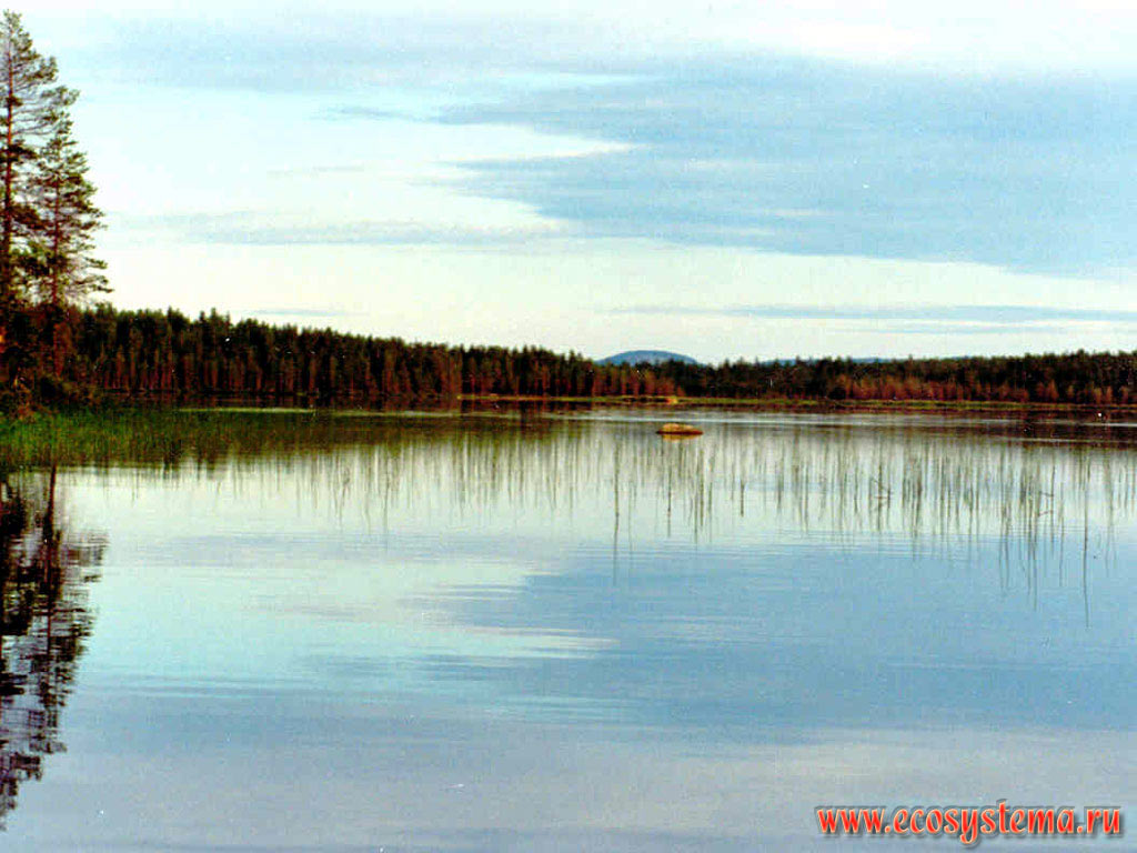 Равнинное лесное озеро. Северная тайга, Лапландия, Фенноскандия