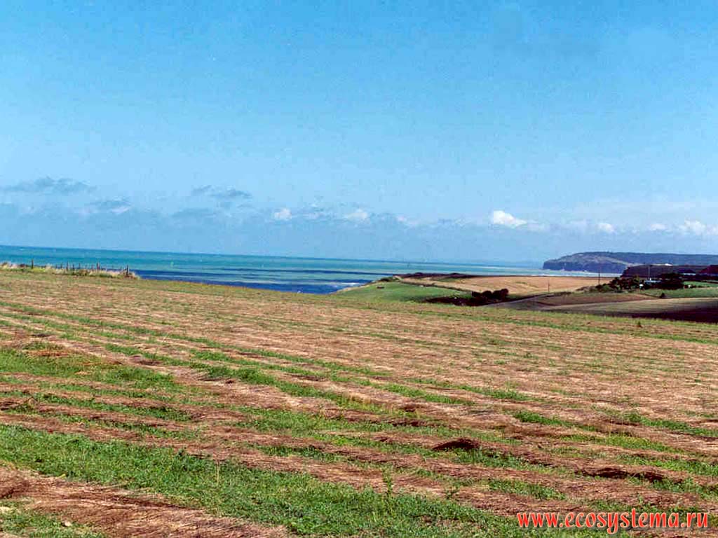Agricultural fields on the La Manche Strait coast. Northwest France, Normandy