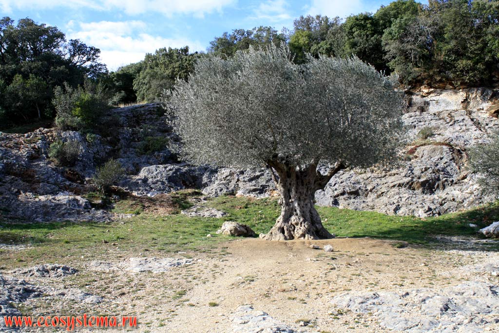 Old olive tree (900 years old). South France, Langeudoc, Nimes area