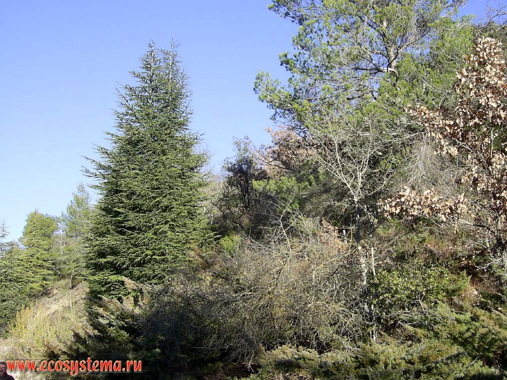 Опушка средиземноморского широколиственного леса с подлеском можжевельника и подростом сосны. Юг Франции, Лангедок, Нарбон