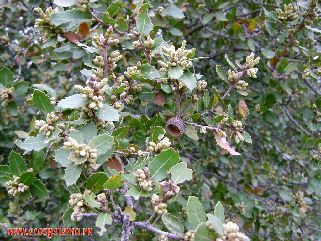 Kermes Oak (Quercus coccifera). Egina Island.