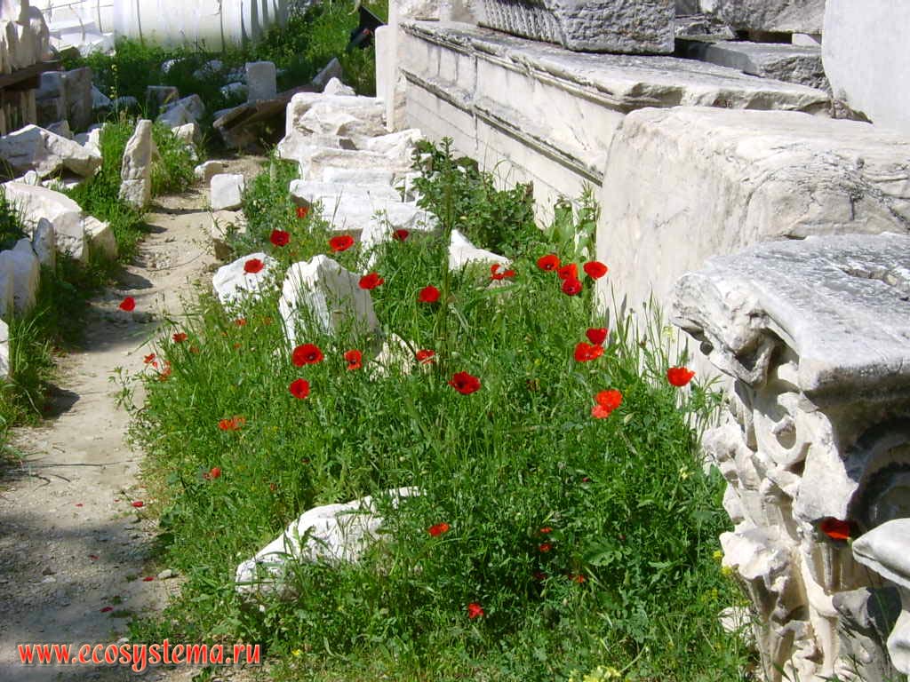 Wild poppy (corn poppy - Papaver rhoeas). Athens. Acropolis.