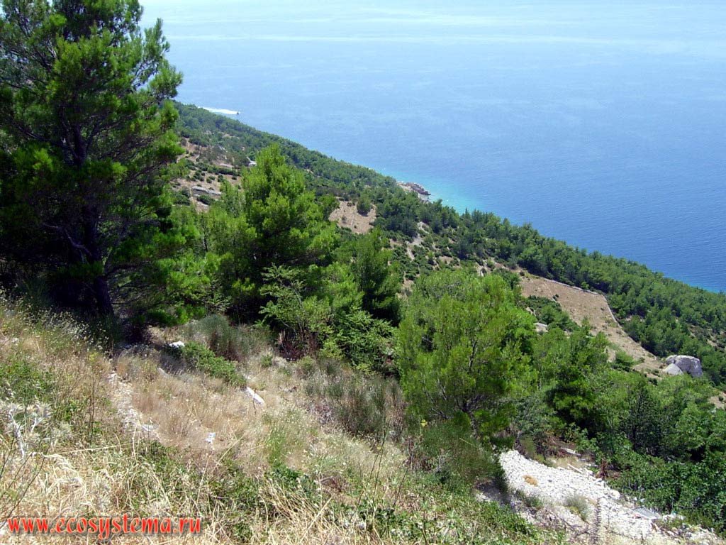 Реликтовые средиземноморские сосновые (светлохвойные) леса (редколесья) на Далматинском побережье Адриатического моря.
Западный склон Динарского нагорья. Средиземноморье, Балканский полуостров, Средняя Далмация, Хорватия