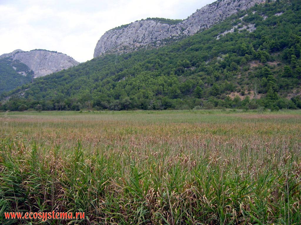 Cetina river valley overgrown by reed . Mosor mountains