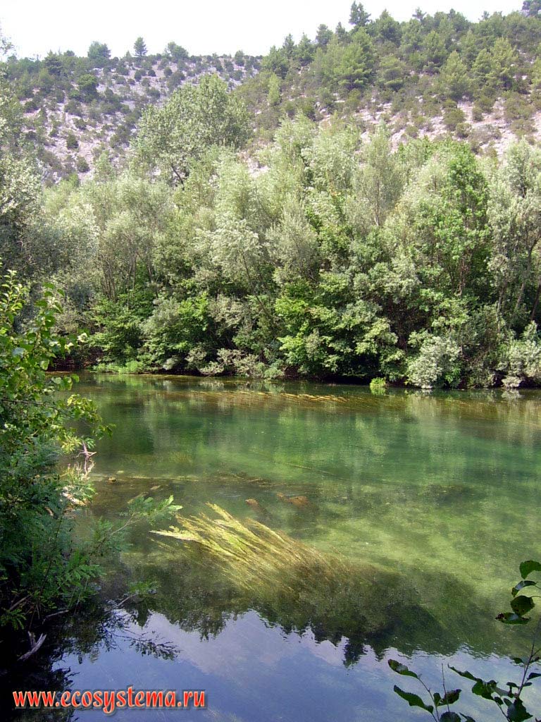 Река Цетина в среднем течении и ивово-тополевый пойменный лес. Мосорские горы в 10 км от
Адриатического моря. Средиземноморье, Балканский полуостров, Средняя Далмация, Хорватия
