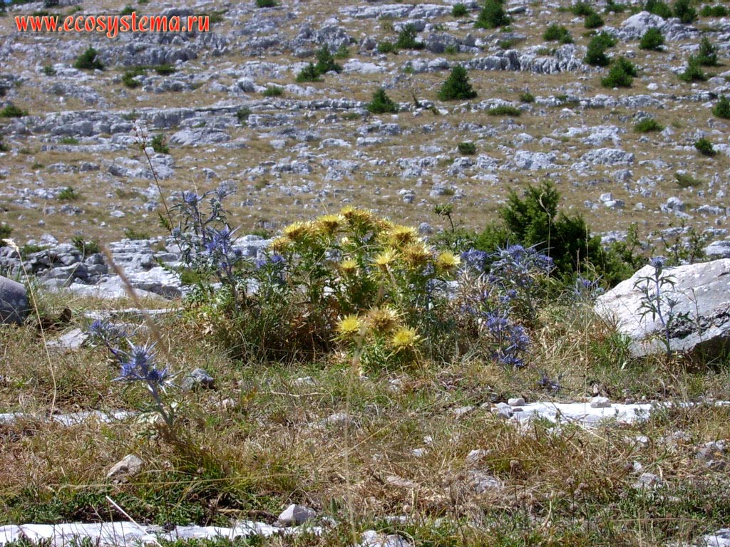 Dry meadows at Biokovo karst plateau. Fever-weed (Eryngium sp) and Golden Thistle (Carlina sp)