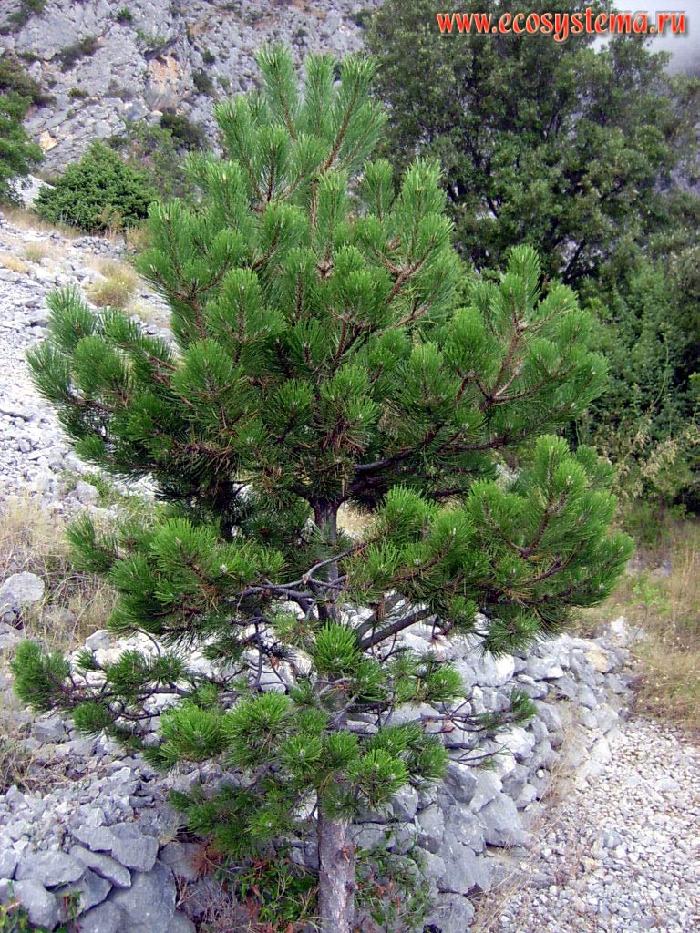Black Dalmatian pine (Pinus nigra)