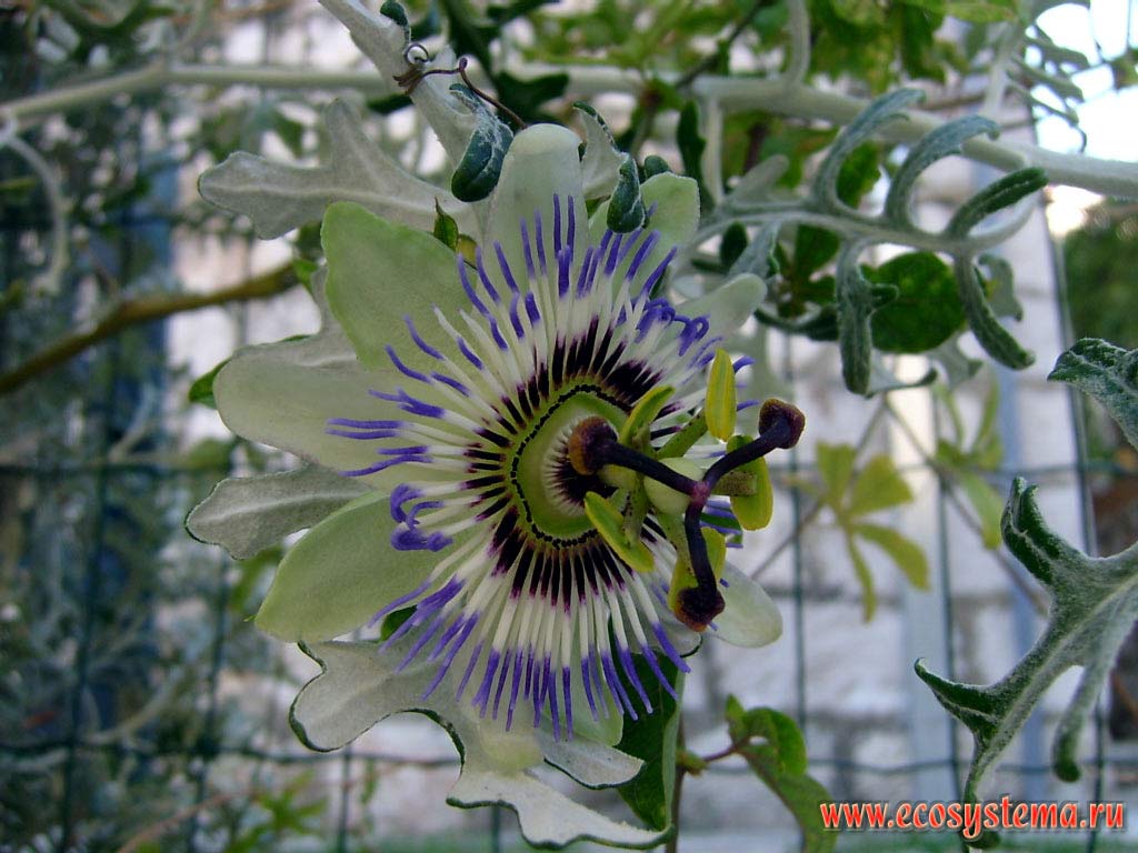 Blue passion-flower (Passiflora carulea)