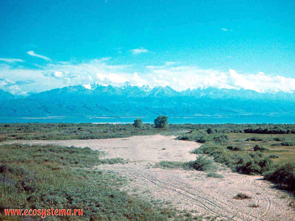 Sandy bush vegetation on the Issyk Kul Lake shore. View to the Northern Tien-Shan.