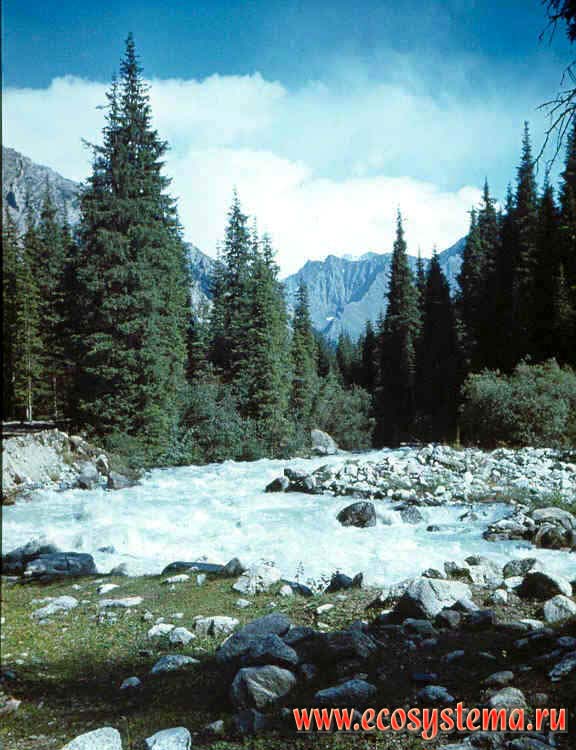 Mountain river in the coniferous forest zone.
Tien-Shan spruce(Picea tianschanica = Picea schrenkiana Fisch. et Mey.) forest zone