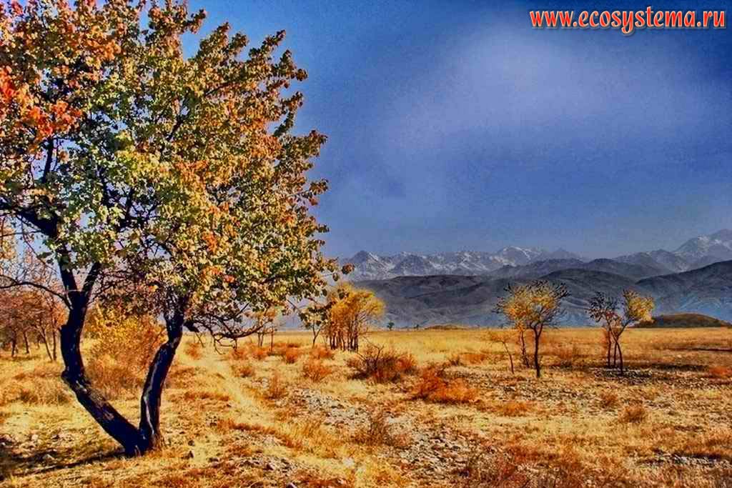 Autumn in the mountains. Apricot tree against the background of Zailiysky Alatau mountains. Northern Tien-Shan Mountains, near Esik town, Kazakhstan