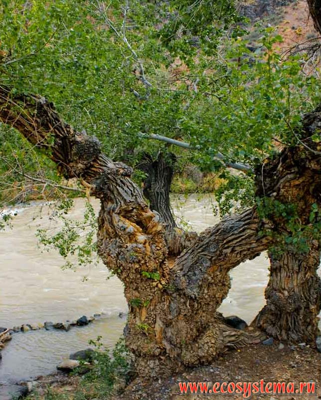 Тополь сизолистный, или туранга (Populus pruinosa Shrenk) на берегу реки Чарын.
Чарынский каньон, или Долина замков, Чарынский национальный парк,  Северный Тянь-Шань, Казахстан