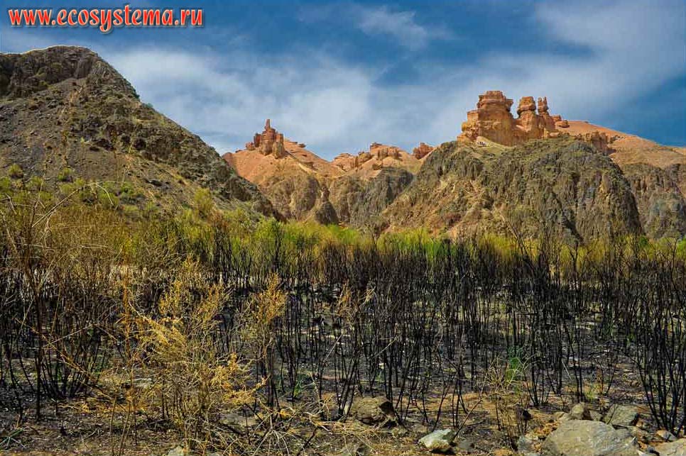 Willow bush after the forest fire. The sandstone outliers on the background - the result of the sandstone (sedimentary rocks) atmogenic erosion.
Charyn Canyon, or Dolina Zamkov (Valley of the Castles), Northern Tien-Shan Mountains, Charyn National Park, South-East Kazakhstan