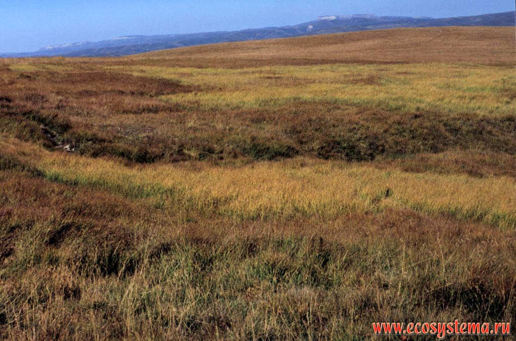 Горное верховое (висячее) осоковое болото на плато Бичесын (2000 м. н.у.м.),
Северный Кавказ, Приэльбрусье, Карачаево-Черкесия
