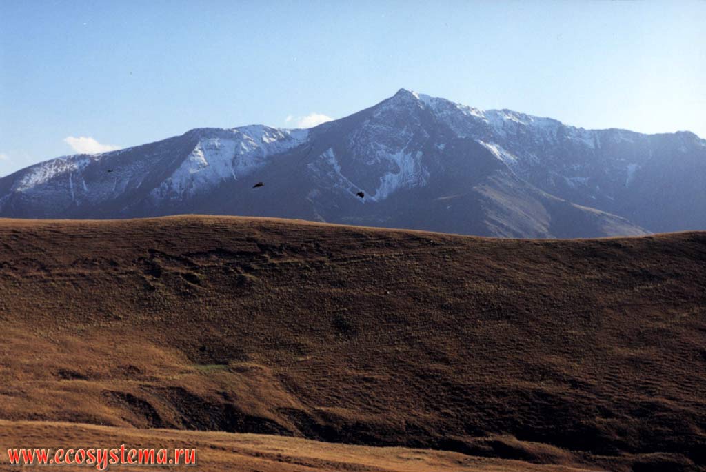 Alpine (mountain) pastoral meadows (3000 m above sea level). Main Caucasus Ridge in the background