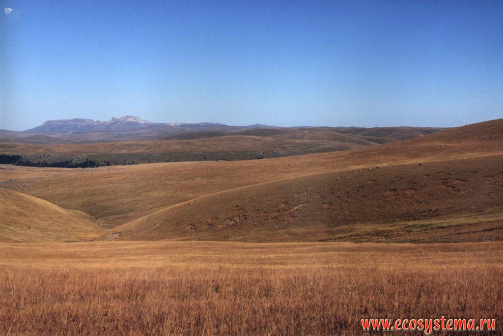 Сухие (ксерофитные) альпийские луга на плато Бичесын (2200 м. н.у.м.).
Северный Кавказ, Приэльбрусье, Карачаево-Черкесия