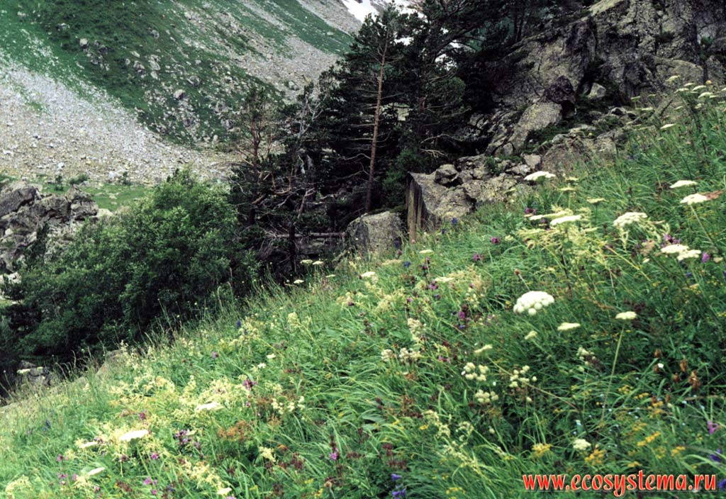 Граница леса и субальпийских лугов (2500 м н.у.м.). Северный Кавказ, Приэльбрусье, Тебердинский заповедник, Карачаево-Черкесия