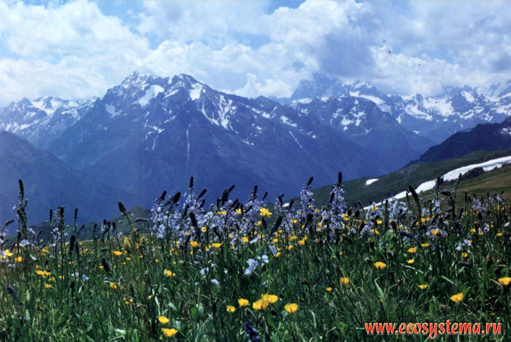 Альпийские луга (2750 м н.у.м.) с преобладанием вероники горечавколистной и ветреницы видной.
Северный Кавказ, Приэльбрусье, Кабардино-Балкария