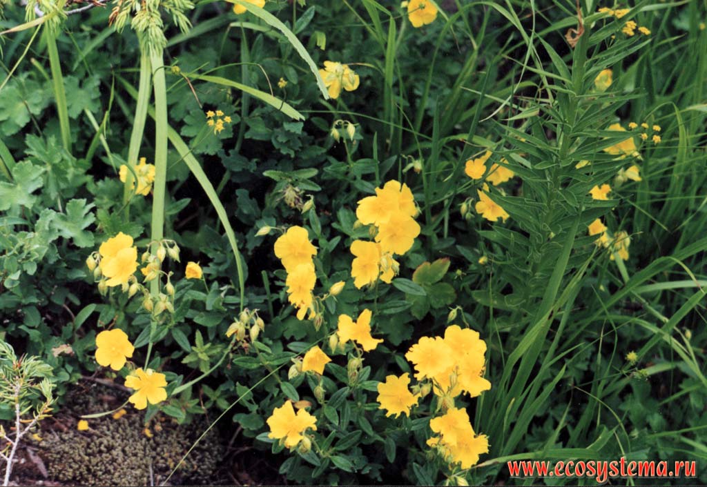 Rockrose, sunrose, rushrose, or helianthemum (Helianthemum sp.)