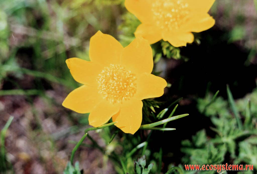 Golden Pasque-flower (Pulsatilla aurea)