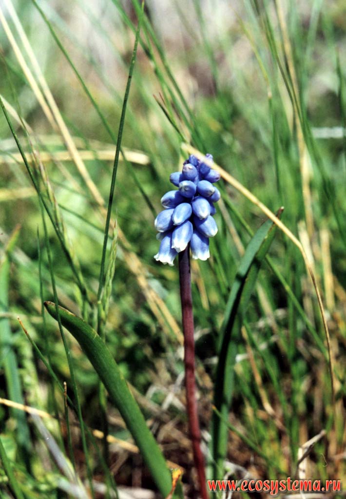 Blue Grape Hyacinth (Muscari armeniacum Leichtlin ex Baker)