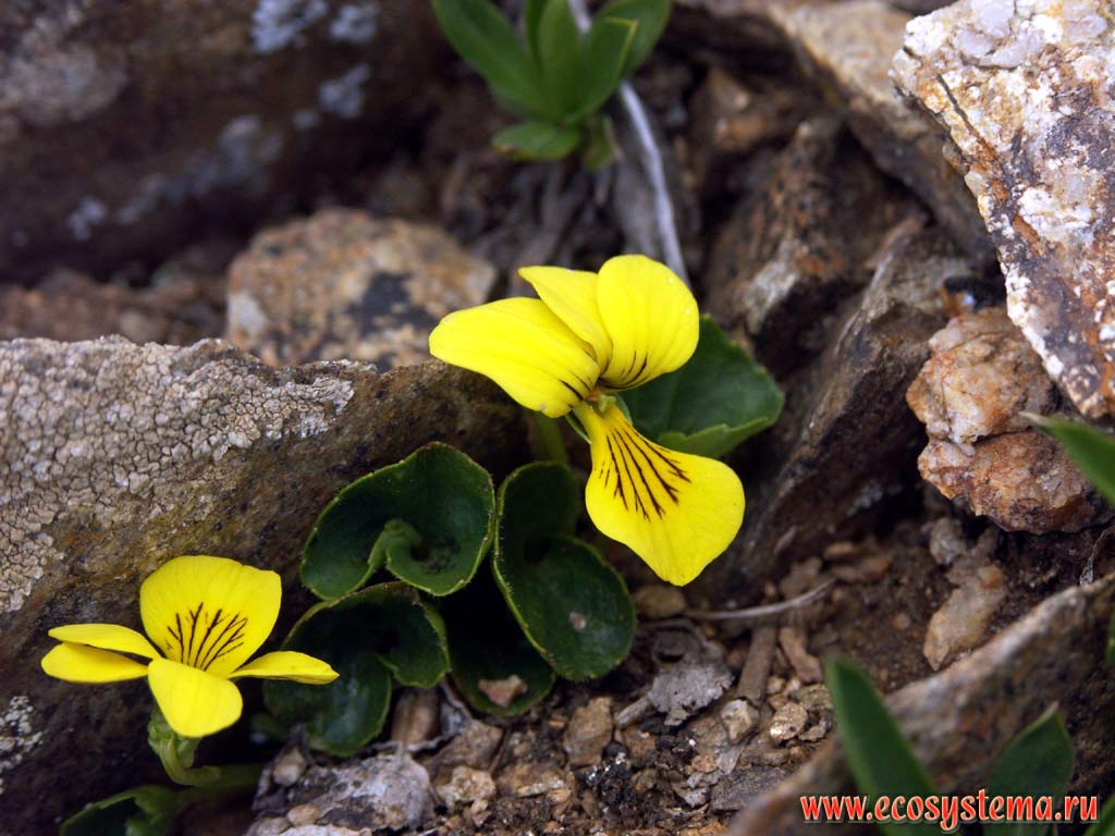 Фиалка алтайская (Viola altaica Ker-Gawl.)
