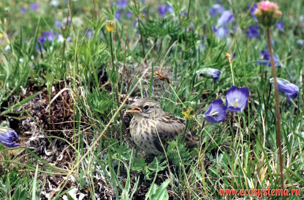 Young Water pipit (Anthus spinoletta) in the alpine meadow