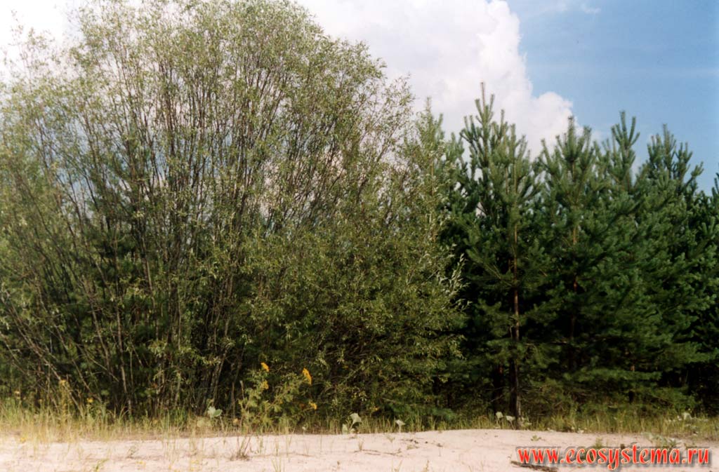 Ивняк из вербы Salix acutifolia (мелколиственный лес) с подростом сосны на прирусловом валу реки Керженец.
Подзона южной тайги, Керженский заповедник, Нижегородская область