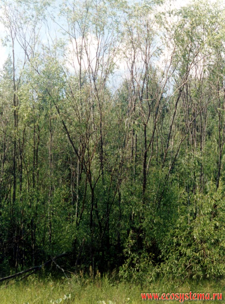 Willow (Salix acutifolia) forest with pine undergrouth on the Kerzhenec river bank