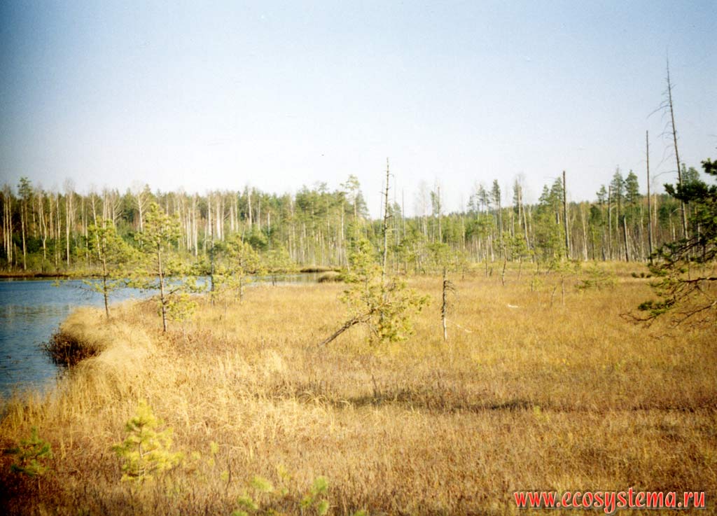 Sedge-Sphagnum-Сotton-grassed peatbog at the lake shore