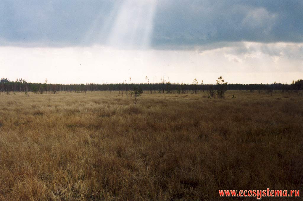 Переходное осоково-сфагновое болото. Подзона южной тайги, Керженский заповедник, Нижегородская область