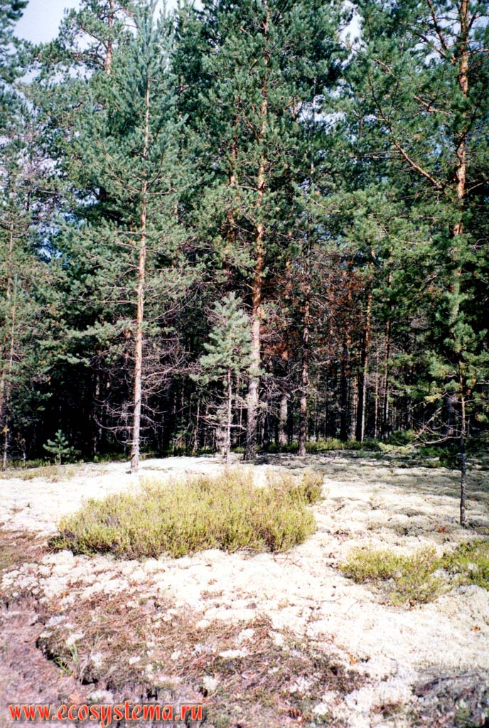 Лишайниковый сосняк средневозрастный (светлохвойный лес) на сухой (сильно дренированной) дюне.
Подзона южной тайги, Керженский заповедник, Нижегородская область